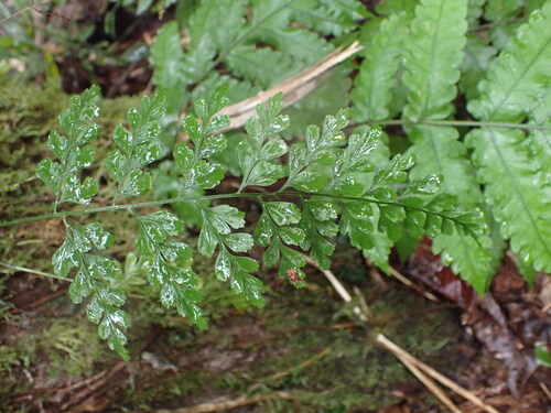 Asplenium cuneatum observed 2026-07-31