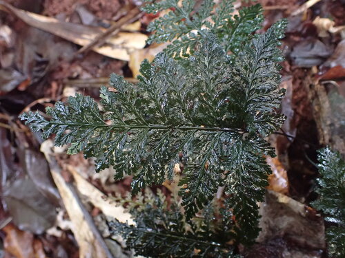 Abrodictyum dentatum observed 2026-07-31
