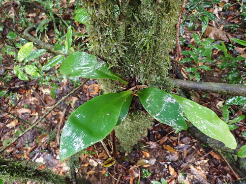 Antrophyum callifolium observed 2026-07-31