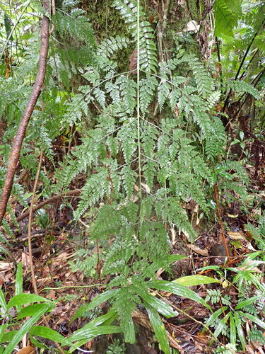 Asplenium gibberosum observed 2026-07-31