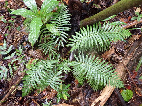Oceaniopteris vittata observed 2026-07-31
