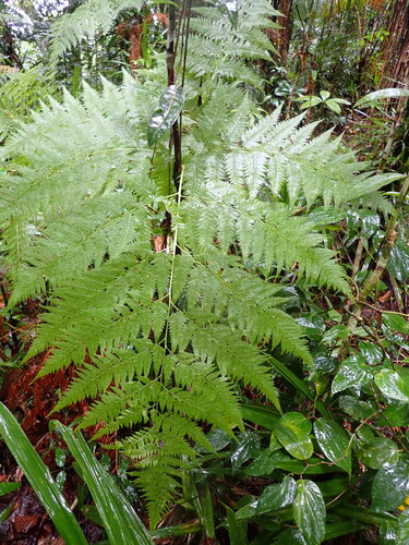 Calochlaena straminea observed 2026-07-31