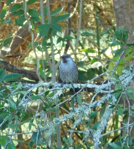 Little Wattlebird