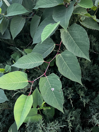 Japanese knotweed