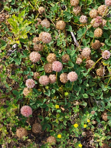 Strawberry clover