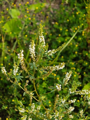 White Sweetclover