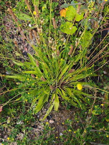 ribwort plantain