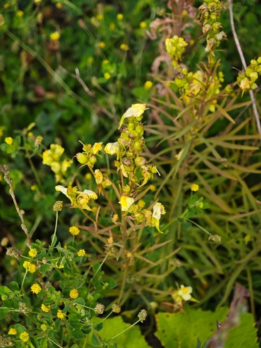 common toadflax