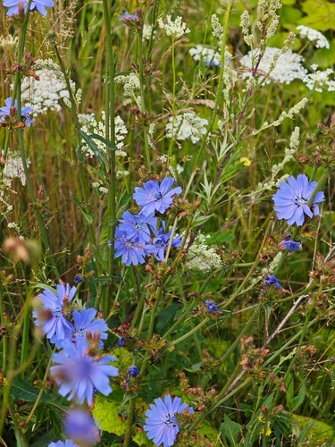 chicory