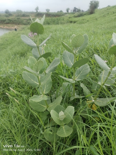giant milkweed