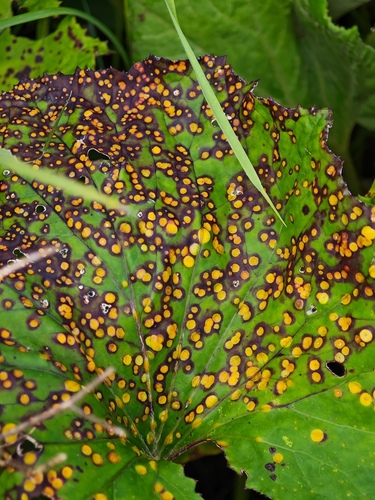 Coltsfoot Gall Rust