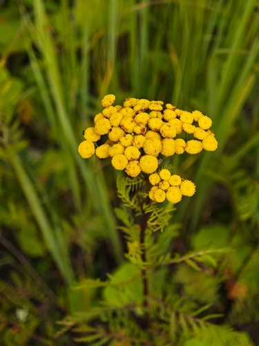 tansy