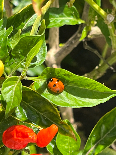 Coccinella septempunctata observed 2026-08-01