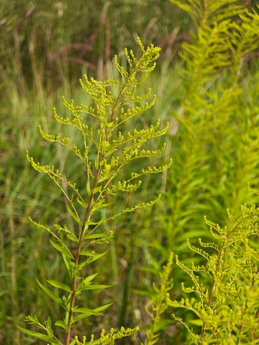 Canada goldenrod
