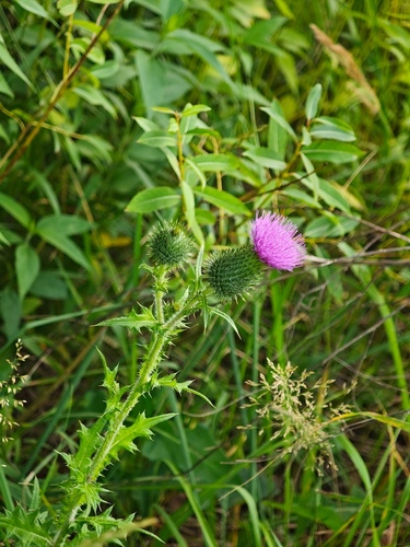 Bull Thistle