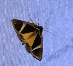 Fodina contigua