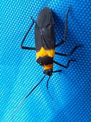 Platytylus bicinctus