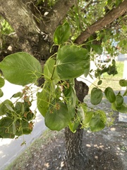 Chionanthus retusus