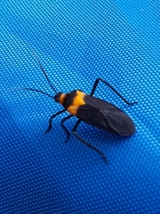 Platytylus bicinctus