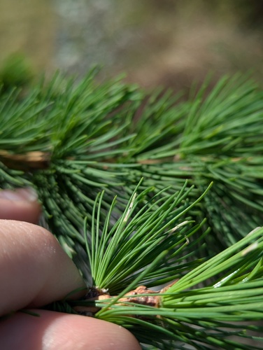 Larch Casebearer Moth photo 5