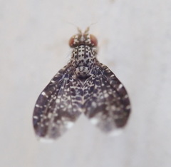 Trypetisoma sticticum