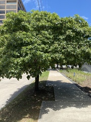 Chionanthus retusus