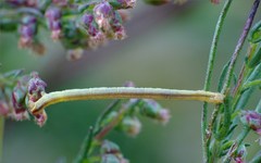 Eupithecia subumbrata