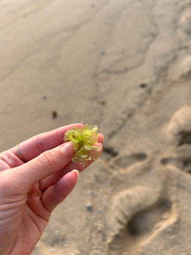 Ulva lactuca observed 2026-07-05