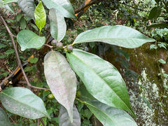 Ficus ampelos, photograph (c) 黃美滿, some rights reserved (CC BY)