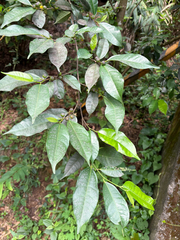 Ficus ampelos, photograph (c) 黃美滿, some rights reserved (CC BY)