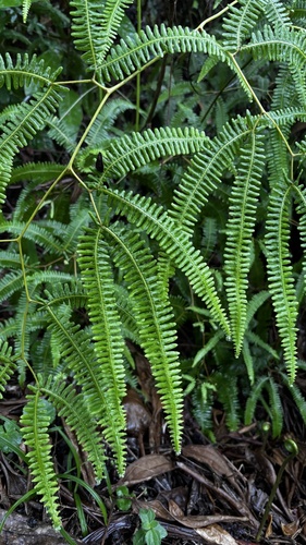 Gleichenella pectinata, photograph 3