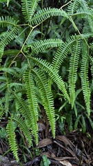 Gleichenella pectinata, photograph (c) Nicollas Michels, some rights reserved (CC BY-SA)
