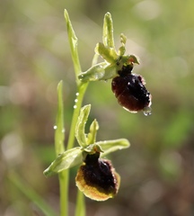 Ophrys sphegodes sphegodes