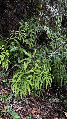 Gleichenella pectinata, photograph 5