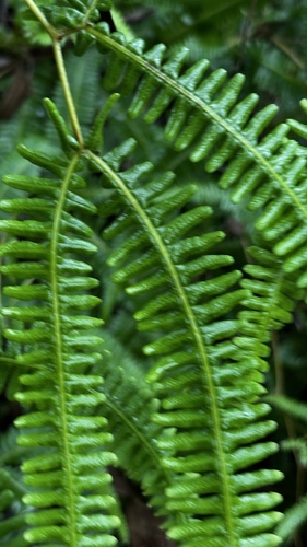 Gleichenella pectinata, photograph 6