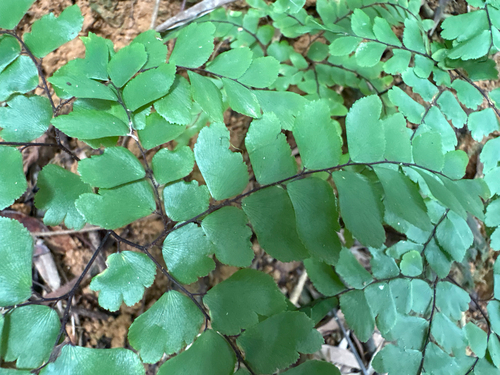 Adiantum flabellulatum, photograph 6