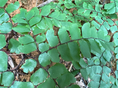Adiantum flabellulatum, photograph (c) 黃美滿, some rights reserved (CC BY)
