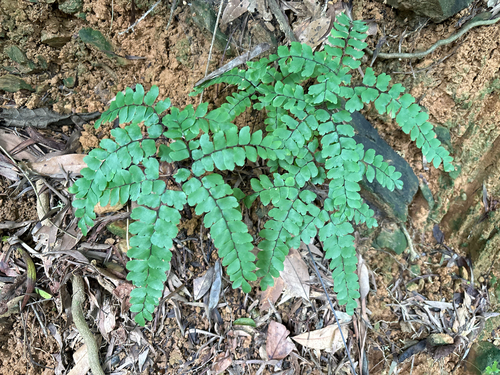 Adiantum flabellulatum, photograph 5