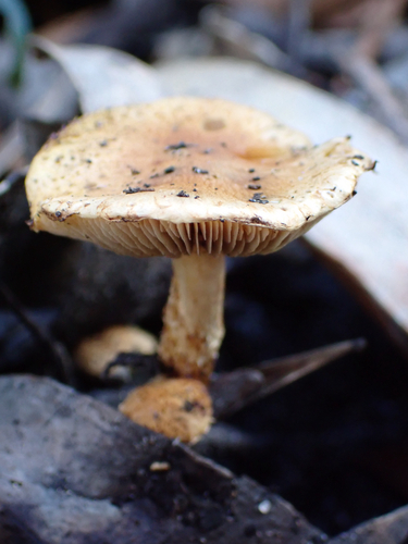 Pholiota squarrosipes
