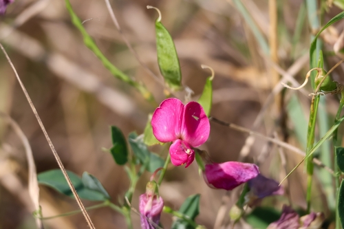 tuberous pea