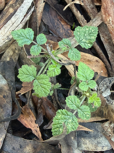 small-leaf bramble