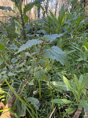 Scrub Nettle