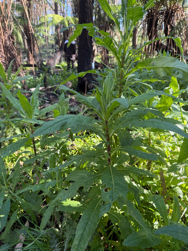 coastal burnweed