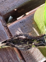 Urocystis eranthidis