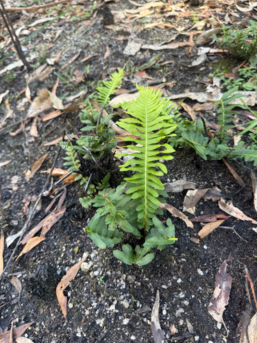 Fishbone water-fern