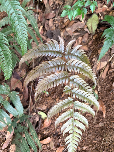 Dryopteris varia, photograph 3
