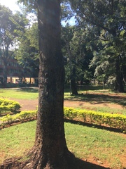 Scaptotrigona postica