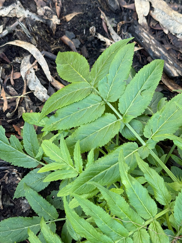 White Elderberry