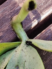 Urocystis eranthidis