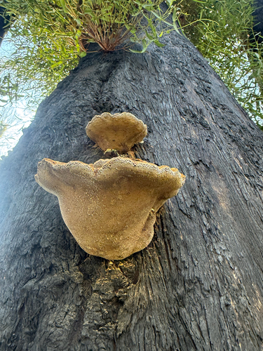 Pseudoinonotus chondromyelus